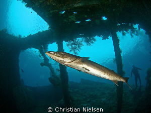 Great barracuda, Snells window, the Liberty wreck and a d... by Christian Nielsen 